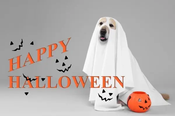 Happy Halloween from LA Top Broker, LLC